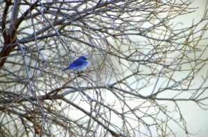 Mountain-Bluebird