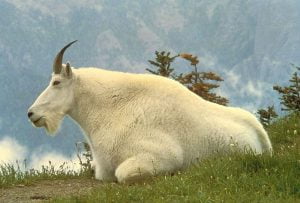 male mountain goat