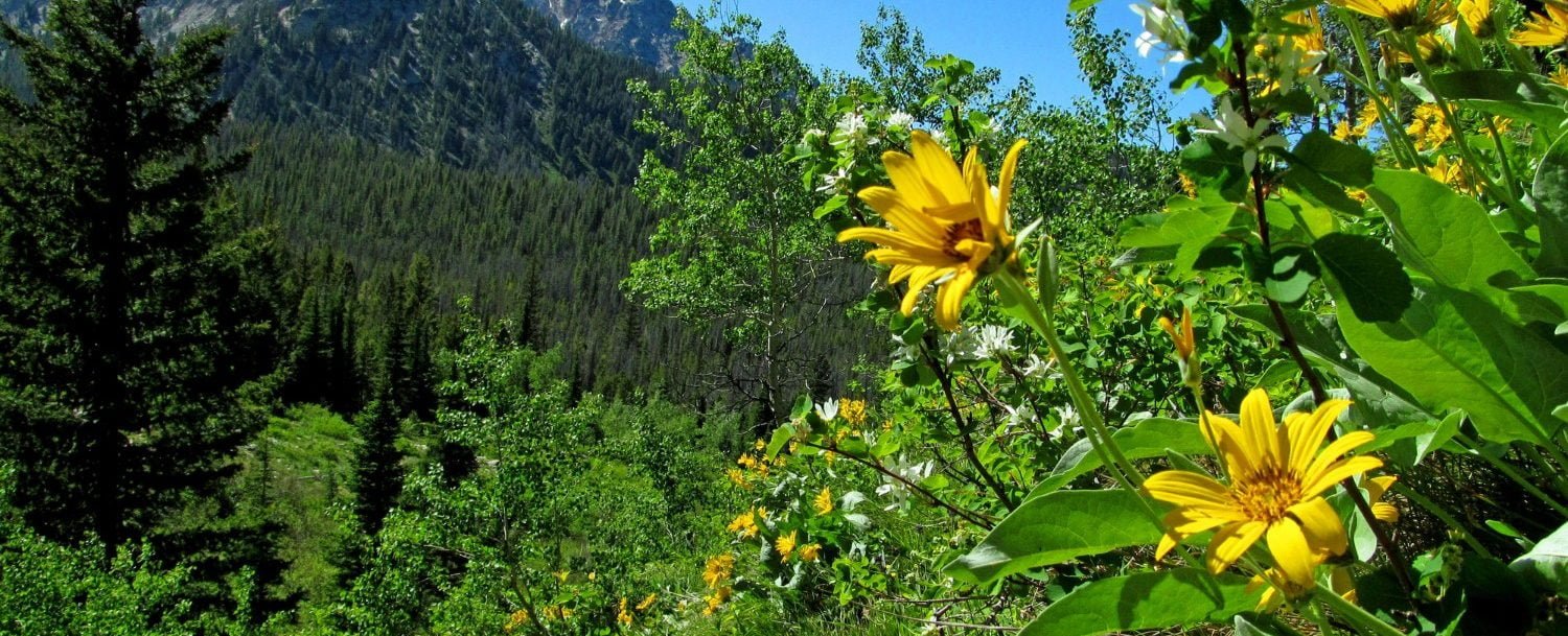 view of spring in the Sawtooth National Forest while Hiking