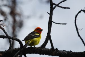 Western Yellow Tanager